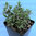 Salvia minima - Salvia off. minima
