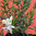 Rosmarino officinale a fiore bianco - Rosmarinus officinalis albus