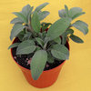 Salvia officinale - Salvia officinalis