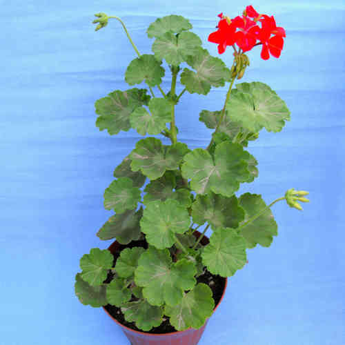 Pelargonium zonale rosso