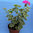 Pelargonium zonale variegato