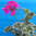 Pelargonium zonale variegato