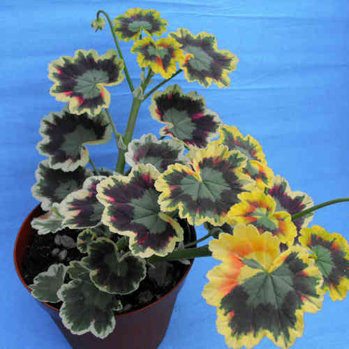 Pelargonium zonale tricolore