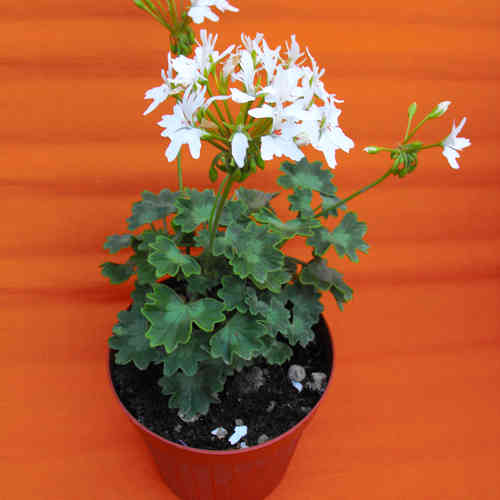 Pelargonium fiore "a stella" bianco