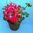 Pelargonium fiore "a stella" rosso