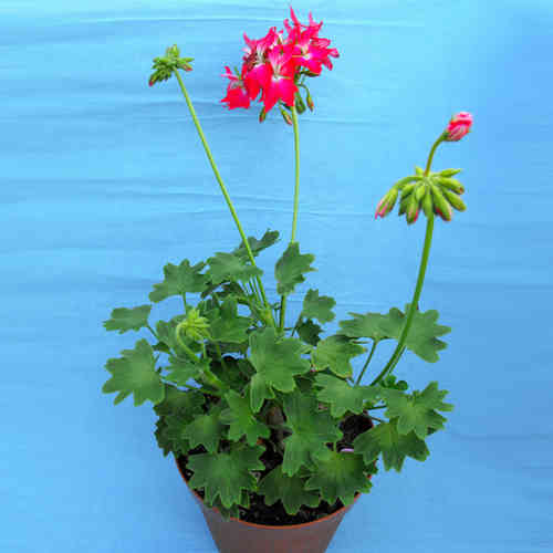 Pelargonium fiore "a stella" rosso