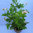 Pelargonium odoroso Graveolens - "citronella"
