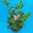 Pelargonium odoroso "alla rosa"