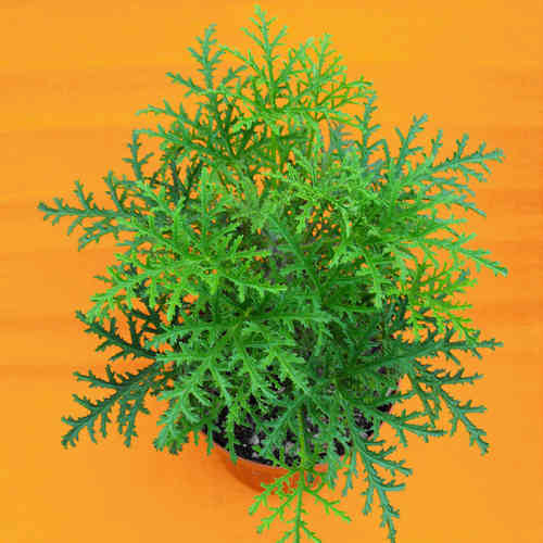 Pelargonium odoroso a foglia resinosa