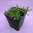 Estragone (Dragoncello) - Artemisia dracunculus