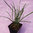 Erba aglina - Allium tuberosum